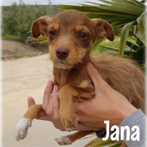 JANA – ¡Adoptada! –